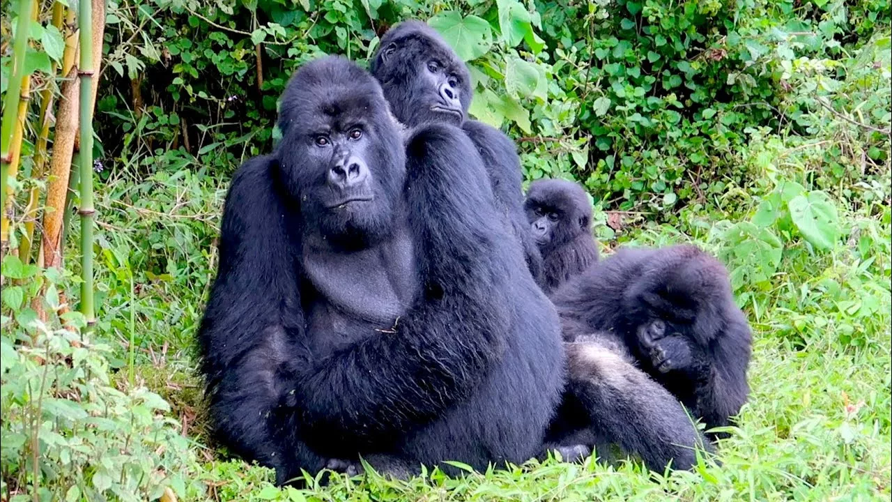 Mountain Gorilla