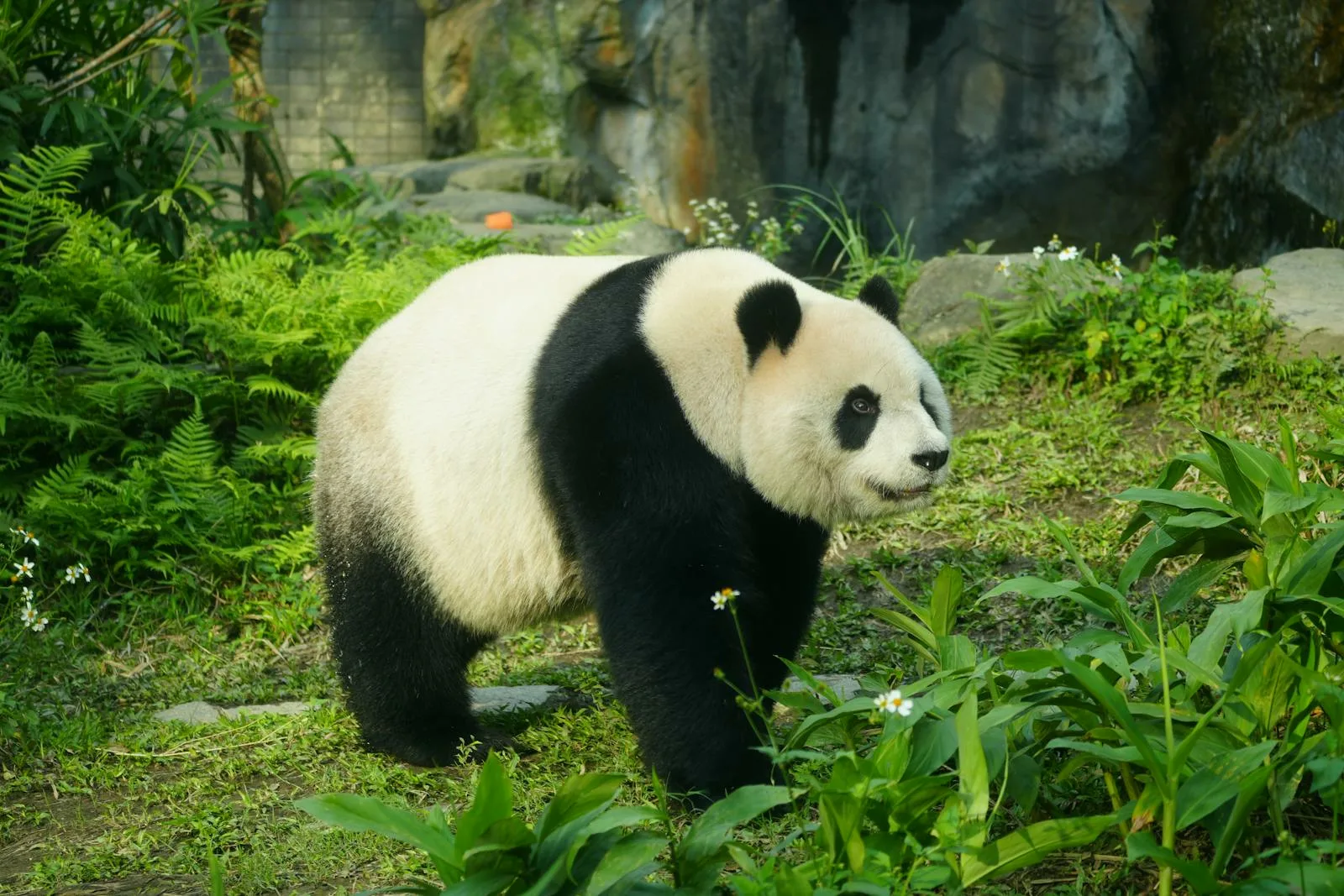 Giant Panda